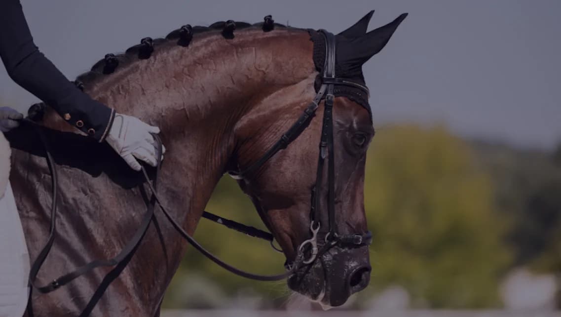 Dressage horse and rider in profile during training