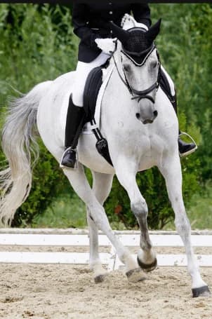 White horse and rider in the arena