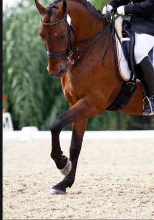 Chestnut horse and rider in the arena
