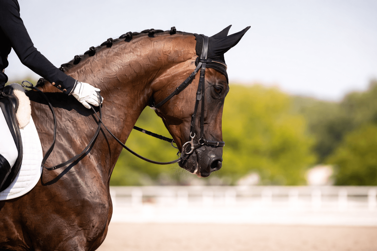 Dressage horse and rider in profile